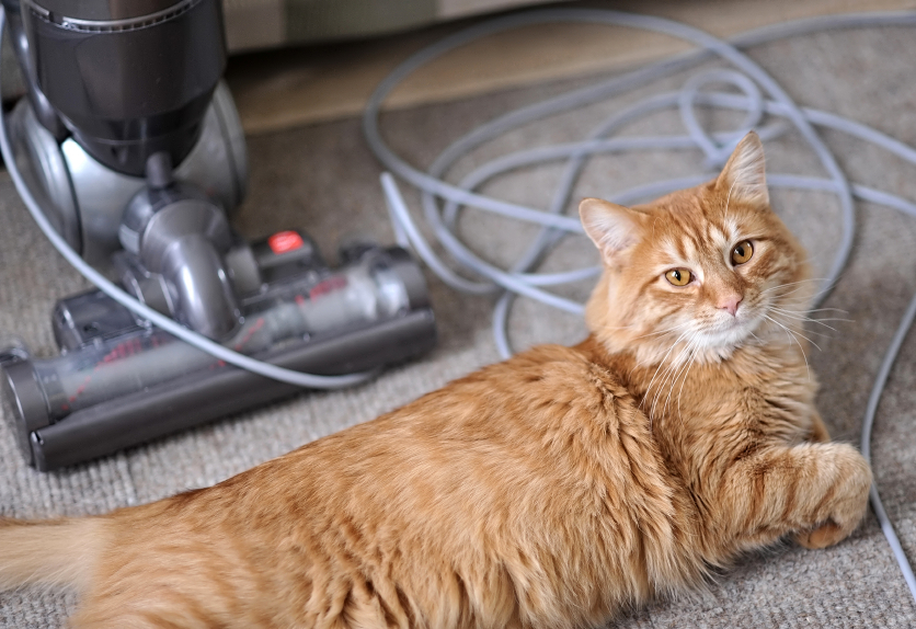 cat messing with the vacuum